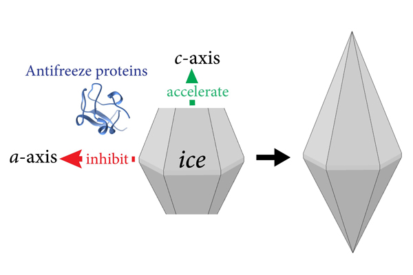 Ran Drori ice crystals